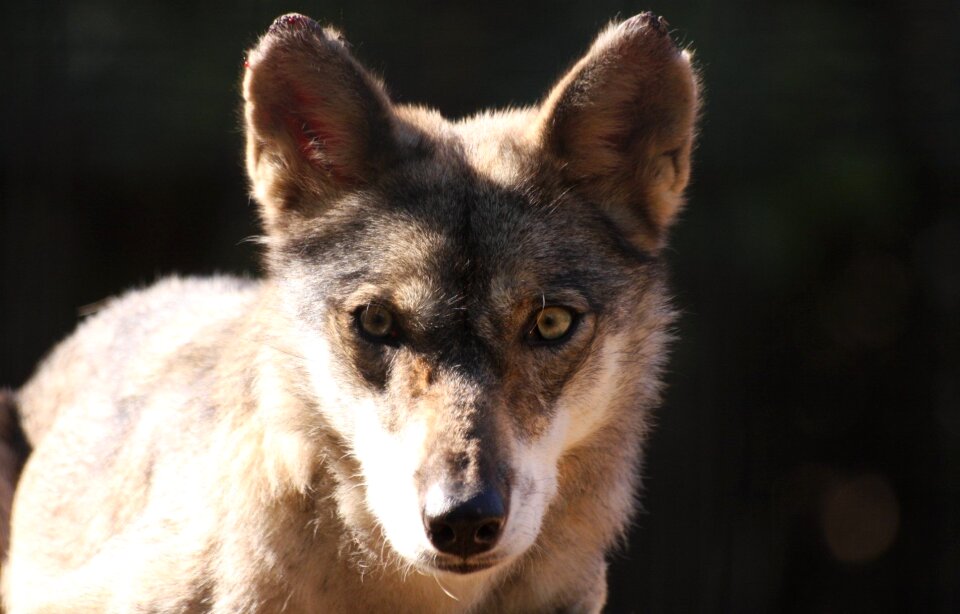 Portrait staring wolf