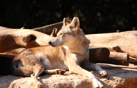 Staring wildlife wolf photo