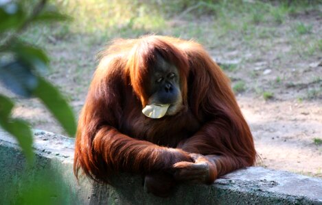 Orangutan sitting zoo photo