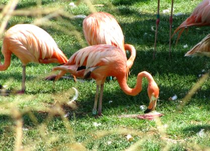 Bird beautiful colorful