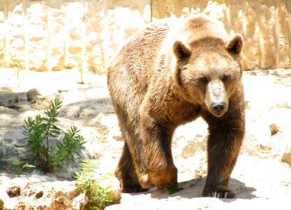 Brown mammal animal photo