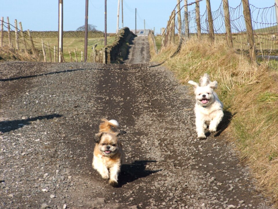 Small dogs pets animals
