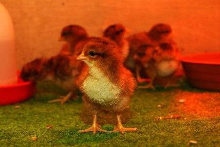 Zoo animal chicken photo