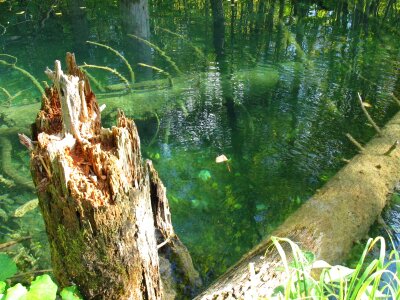 Konar trunk a tree in the water photo