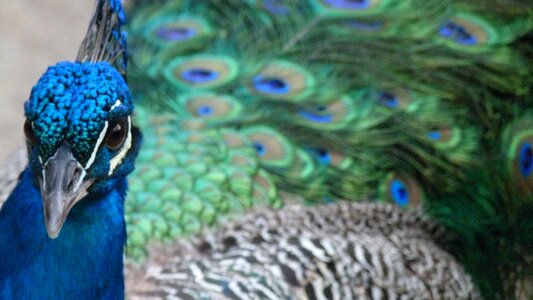 Iridescent bird colorful