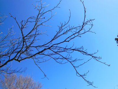 Branch twigs buds