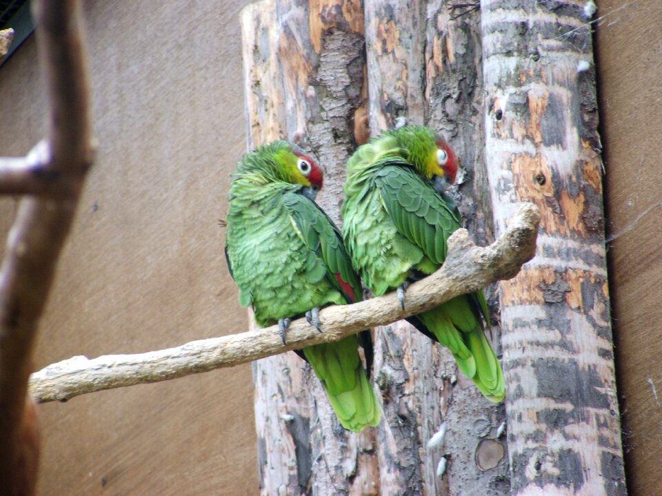 Wild green birds nature