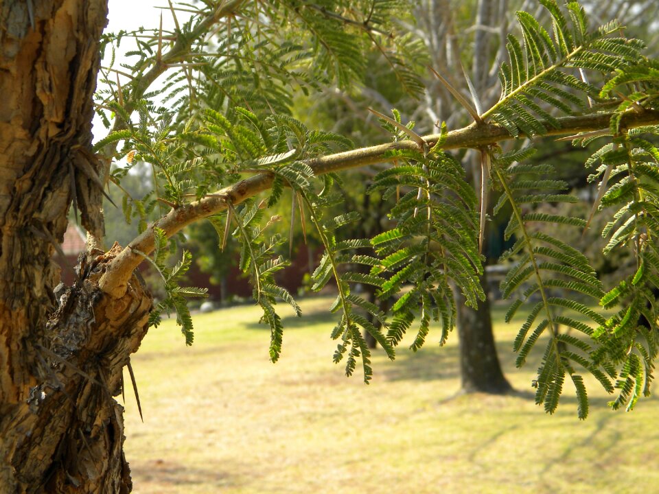 Acacia thorns nature