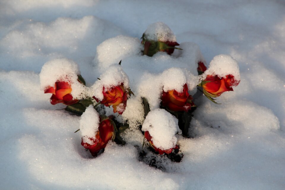 Nature covered roses