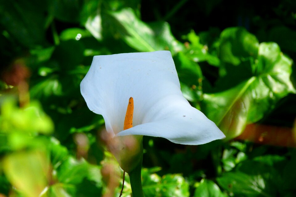 Blossom bloom plant