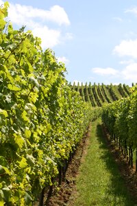 Wine winegrowing slope