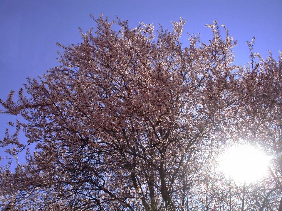 Spring sun awakening