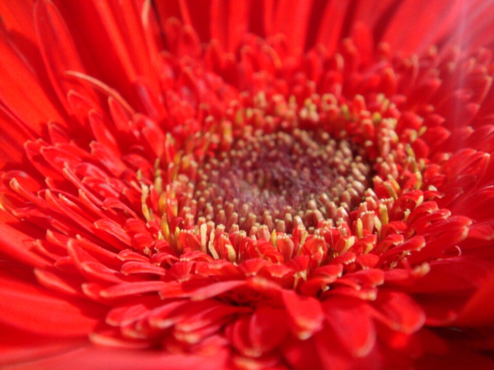 Nature colors group macro