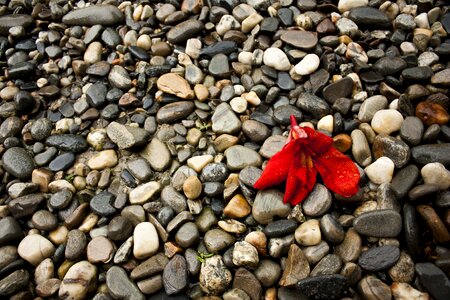 Stones gravel flower