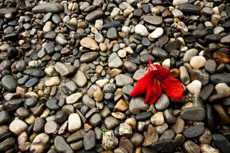 Stones gravel flower photo