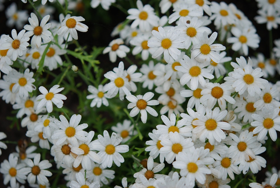 Nature flora spring