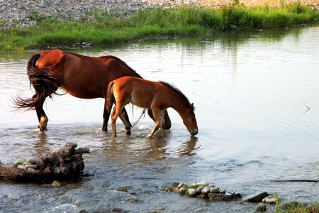 Colt foal field photo