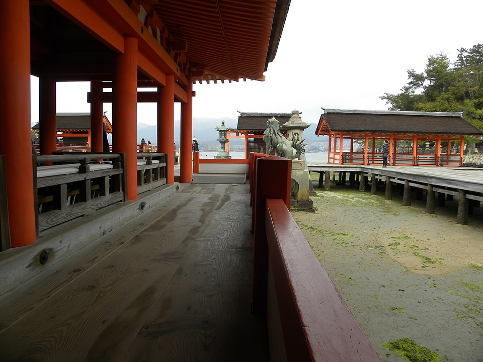 Orange wood miyajima
