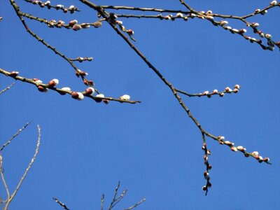 Spring blue sky