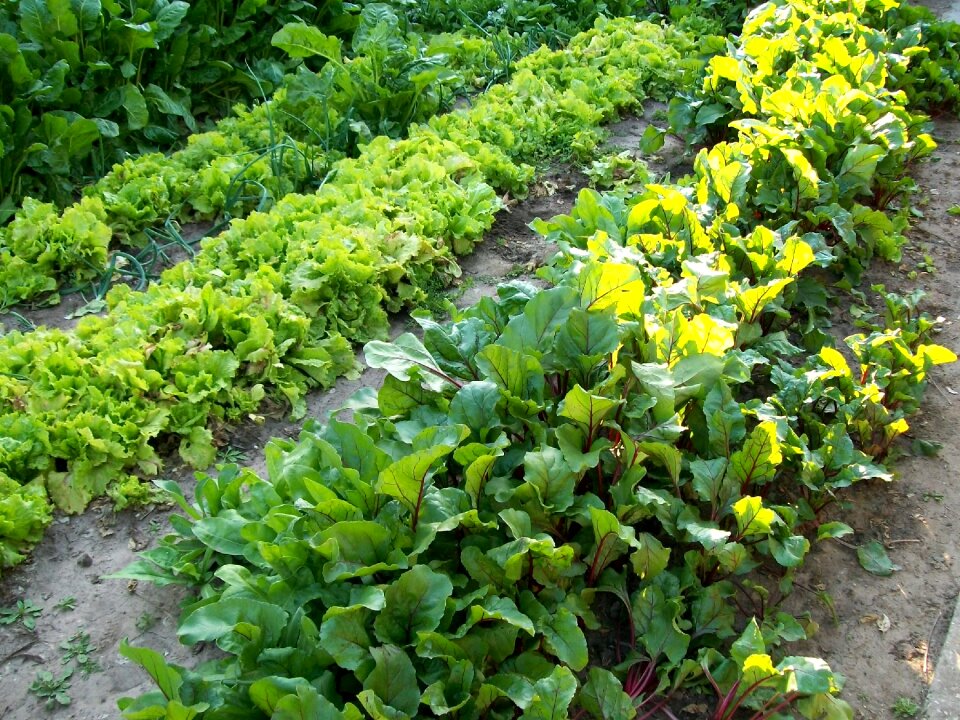 Huerta spring Free photos