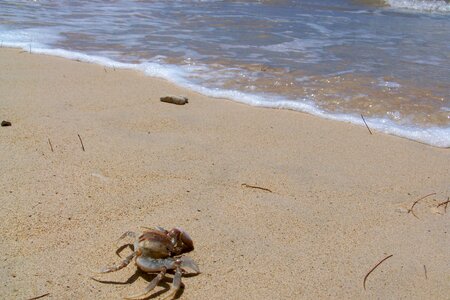 Crab sand ocean photo