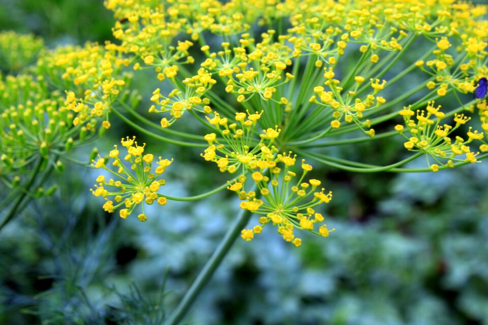 Graveolens flora nature