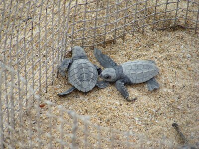 Turtles care turtle