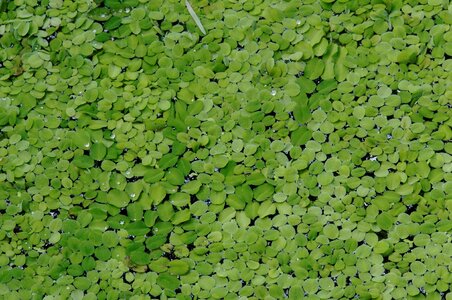 Water garden plants