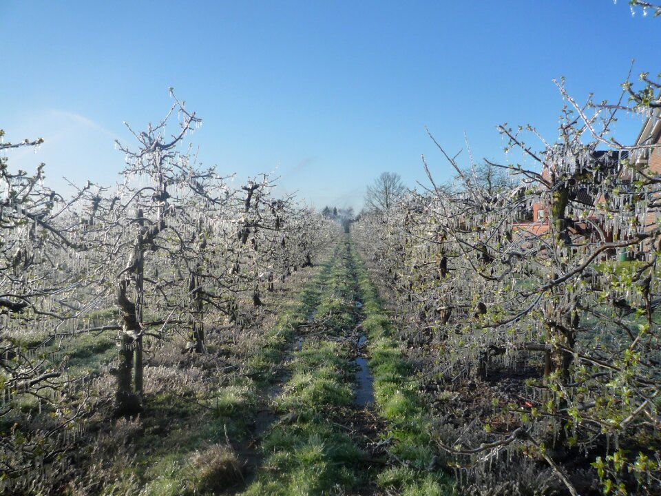 Apple tree ice frost