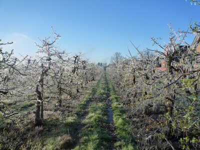 Apple tree ice frost photo