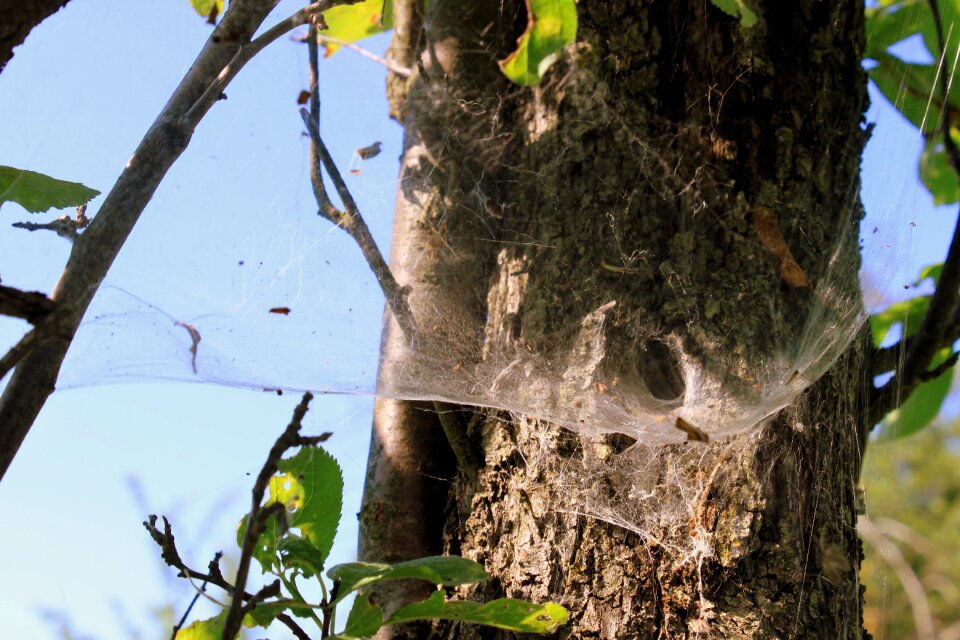 Tunnel insects tunnel web