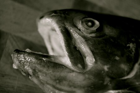 Salmon black white photo