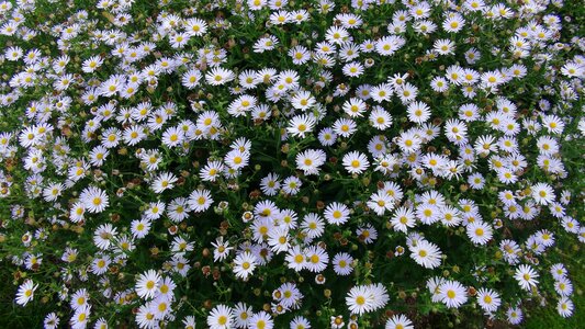 Daisies flowers white