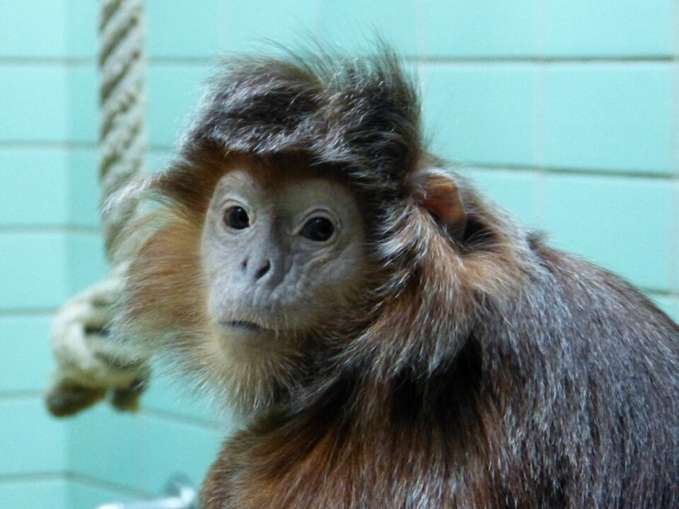 Monkey animal mammal