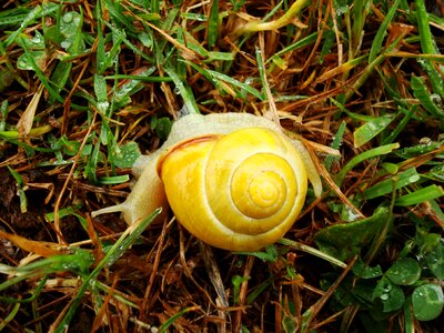 Spiral asturias ascension photo