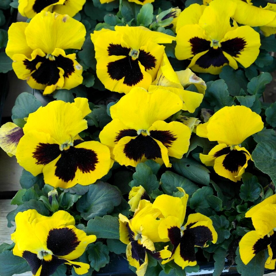 Pansy flowers spring