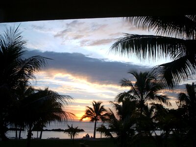 Sunset palm trees twilight photo