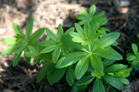 Forest spice plant