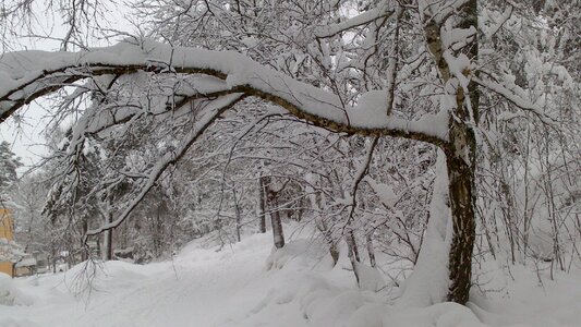 Winter dream wintry snowy photo