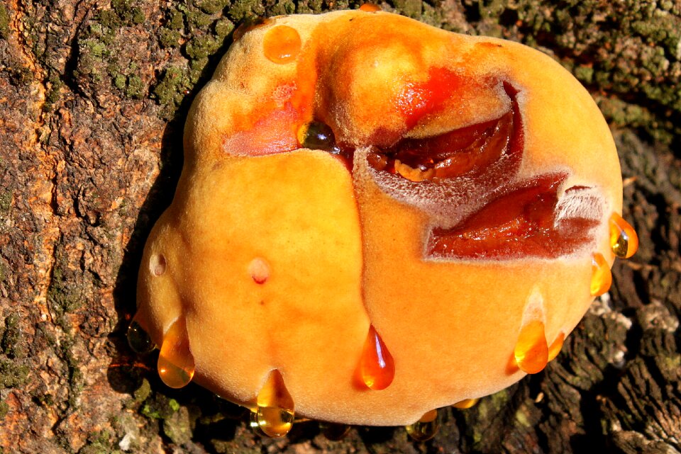 Fomentarius nature fungus