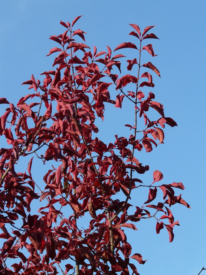 Autumn japanese flowering cherry prunus serrulata