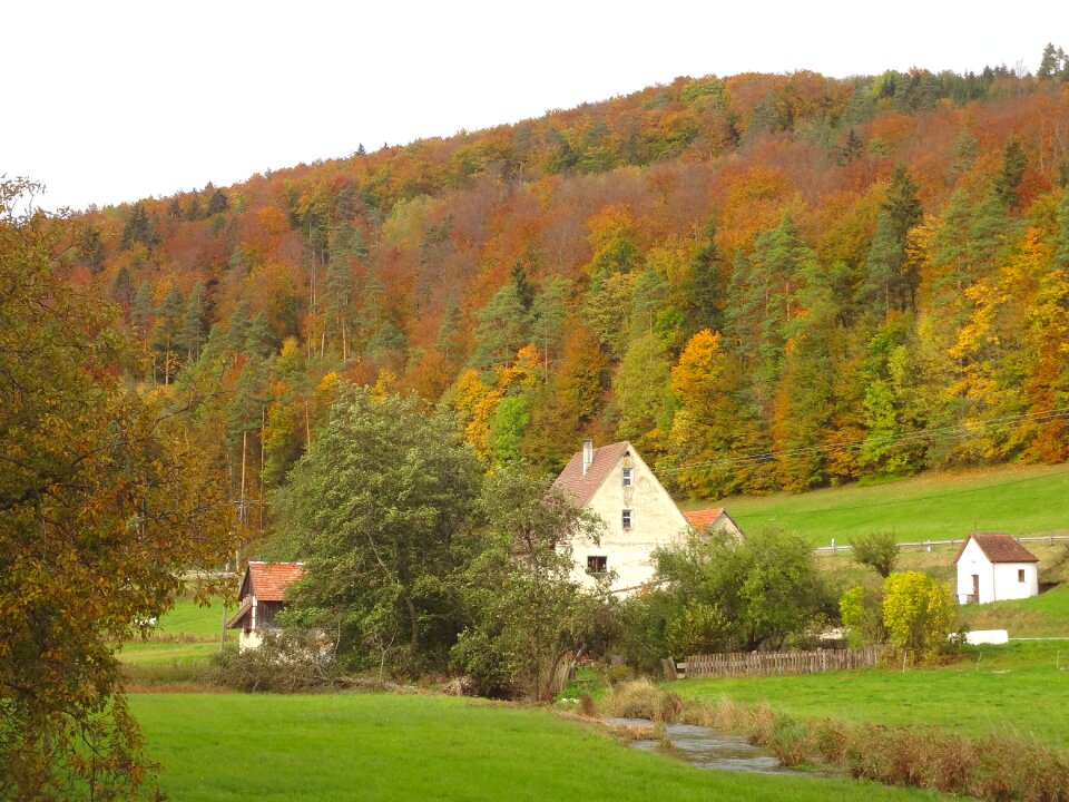 Scenic valley forest