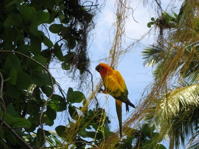 Parrot maldives bird photo