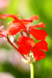 Flower red macro