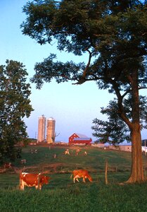 Rural rustic cattle