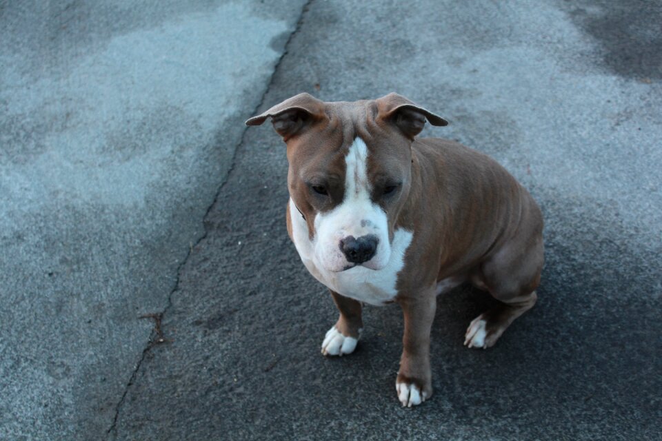 Dog animal pet