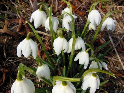 Snowdrop white green photo