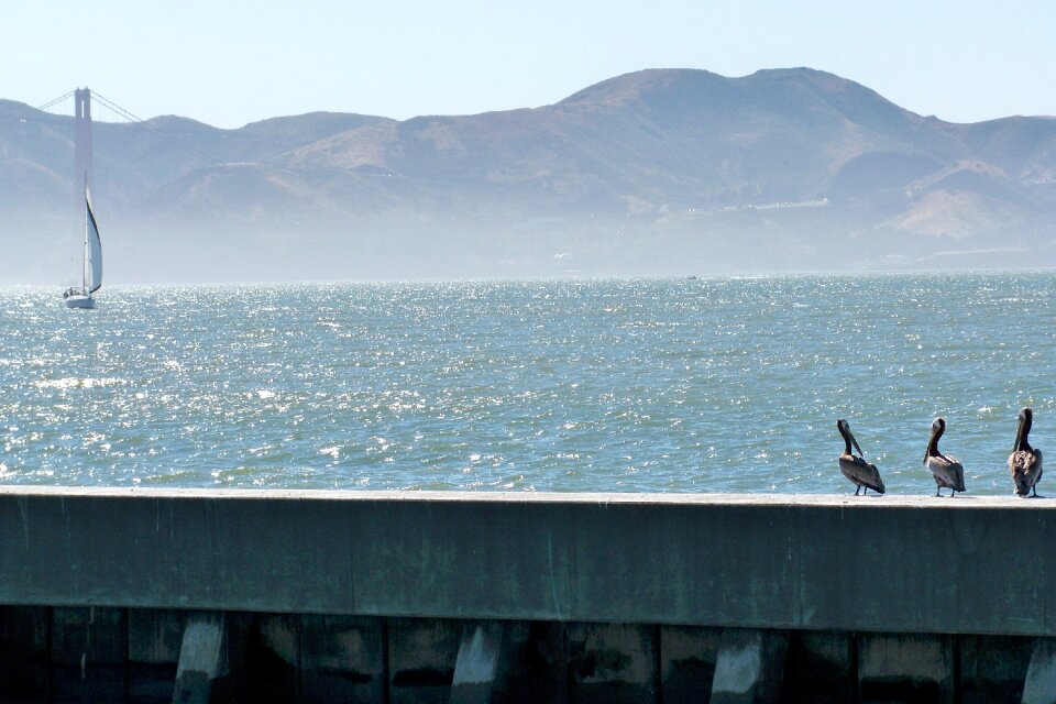 Bay boat birds