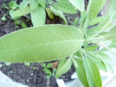 Edible salvia garden plant photo