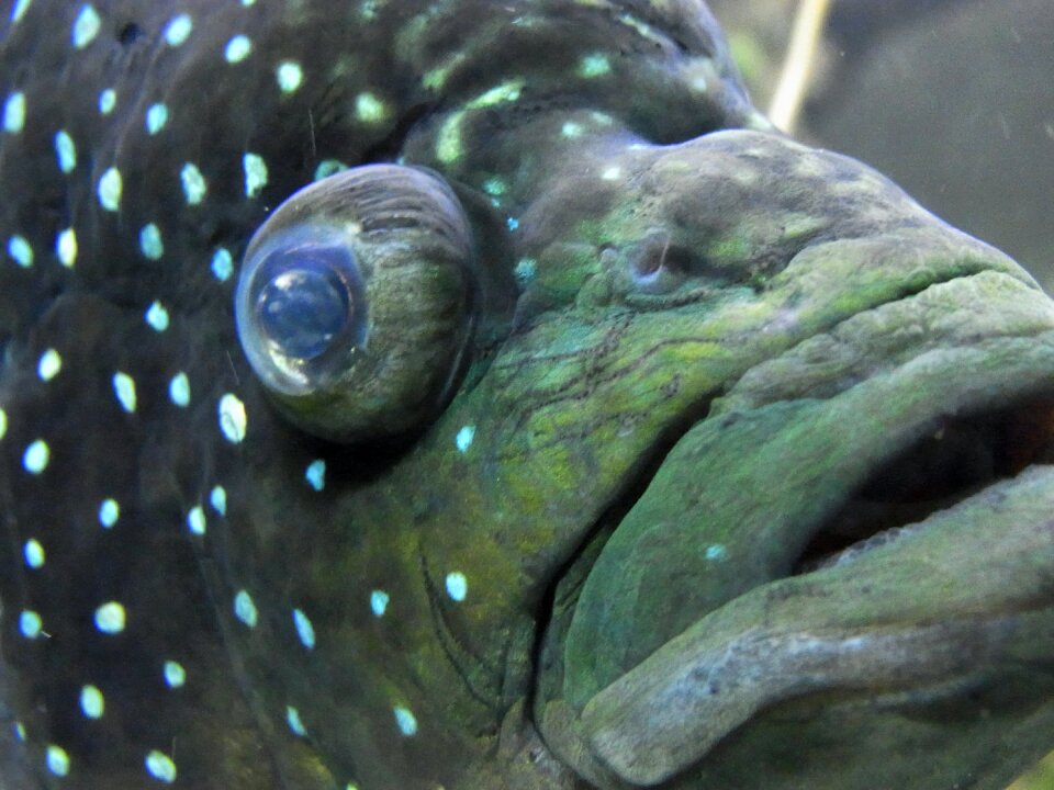Aquarium swim nature
